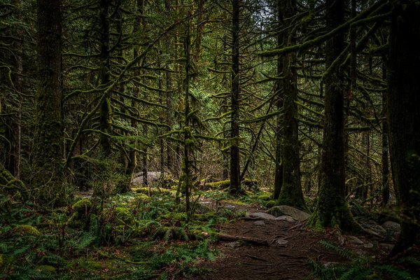 Quels sont les meilleurs itinéraires pour une randonnée en forêt tropicale à Bornéo?