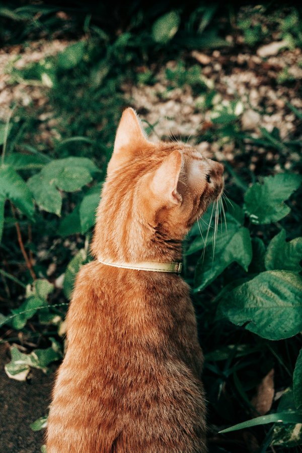 Où découvrir les plus beaux jardins botaniques en Afrique du Sud : visites et recommandations ?